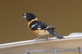 Black-headed Grosbeak 2011_07_14_1491